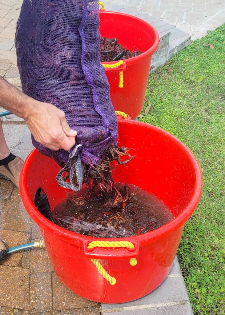 live crawfish being added to wash bucket